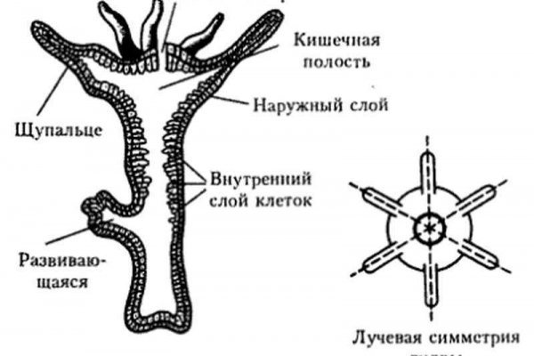 Кракен даркнет маркет плейс